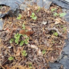 レモンバームの新芽が出始めました