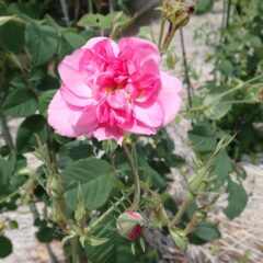 いよいよローズの季節到来！