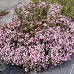 農場のタイム・ブルガリスが咲き始めました