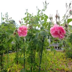 雨降る中で咲き始めました