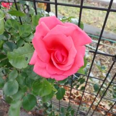 つるバラ（羽衣）も咲き始めました