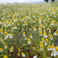 農場のカモマイル・ジャーマンは花弁を閉じて雨に耐えています