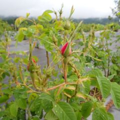 雨情のローズにも花弁が見え始めた蕾が出て来ました