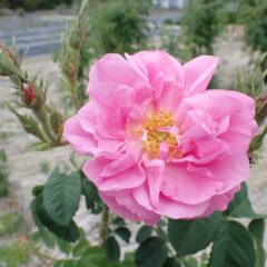 薔薇が咲いた