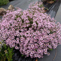 タイム・ブルガリスの花が咲きました