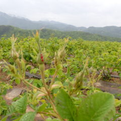 農場のローズも蕾が大きく膨らんでいます