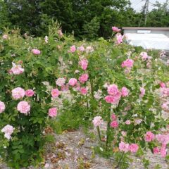 花盛り