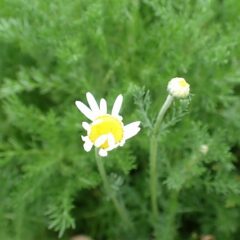 カモマイル・ローマンの花が開き始めています