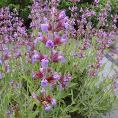 セージも花盛り