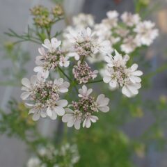 コリアンダーの花