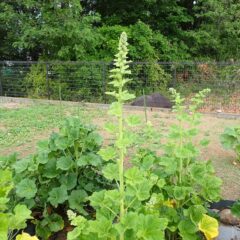 ブラックマロウの花柱が背丈ほどに伸びています