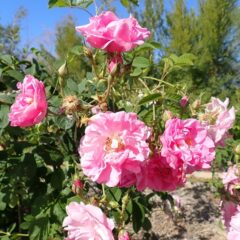 ローズは重たげに満開の花を持ち上げています