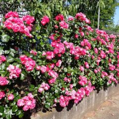 薔薇のカーテン