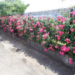 事務局前のフェンスに農場研修生をお迎えするつるバラのカーテンが出来ました