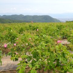 農場のローズも咲き始めました