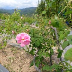 蕾も沢山付いています
