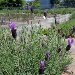 ラベンダーの先陣を切ってストエカスの花が咲き始めました