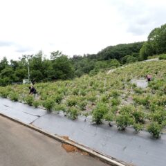 ローズ畑に散らばって摘み取り開始！