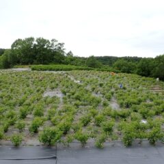 斜面での摘み取り作業は重労働、黙々と手を動かしながら斜面を登って行きます