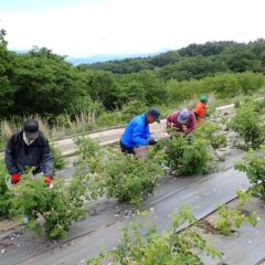 本日の摘み取り作業終了！
