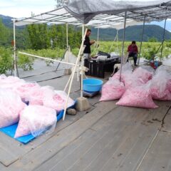 朝からお昼も食べずに昼過ぎまで作業して摘み取ったローズ