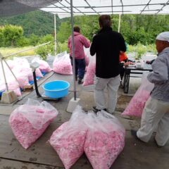 最後に計量（畑全体で100kgオーバー）してから蒸留施設に運びます　
