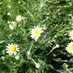 カモマイル・ローマンの花も咲いています