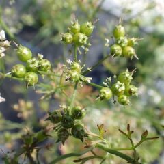 咲き終わった花の後に果実が出来ています
