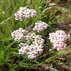 ヤローの花が咲き始めています
