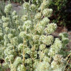 タイム・マストキナの花が咲き始めました