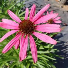 エキナセアの花が咲き始めました