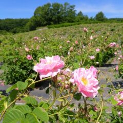 農場のローズは本格的に咲き始めました