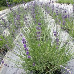 ラベンダーの花穂が上がってきました