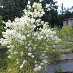 今年はティートゥリーの花が枝全体に花を付けています