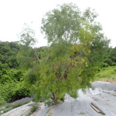 この畑の主、ユーカリ・ラディアタの老木