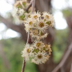 花が咲いています