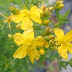 セントジョンズワートの花が咲いています