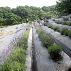 咲きそろった所から収穫して行きます
