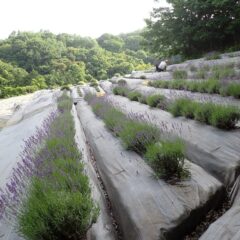 順調に刈り取っています