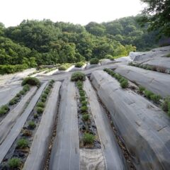 綺麗に刈り取られたラベンダー