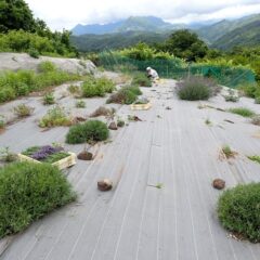 収穫作業開始