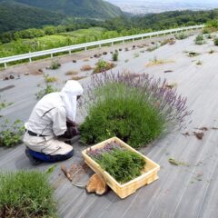 大株は直径1ｍを超えています
