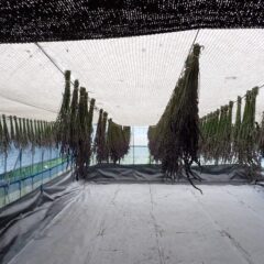 ビニールハウス内でドライラベンダー作り