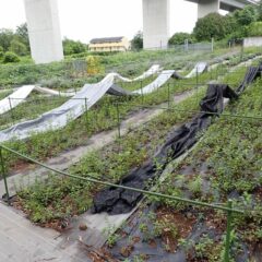 直射日光を遮るために遮光ネットを張ります