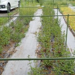 最後に駐車場脇のペパーミント畑