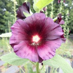 ブラックマロウの大きな花