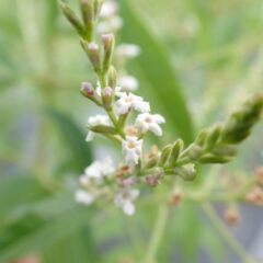 レモンバーベナの花が咲いています