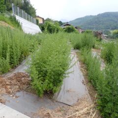 ヨモギは胸の高さまで伸びています