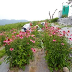 エキナセアの夏