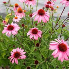夏の花